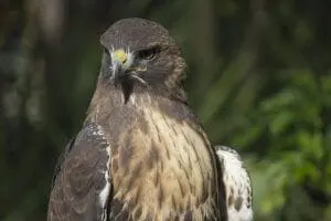 Redtailed Hawk