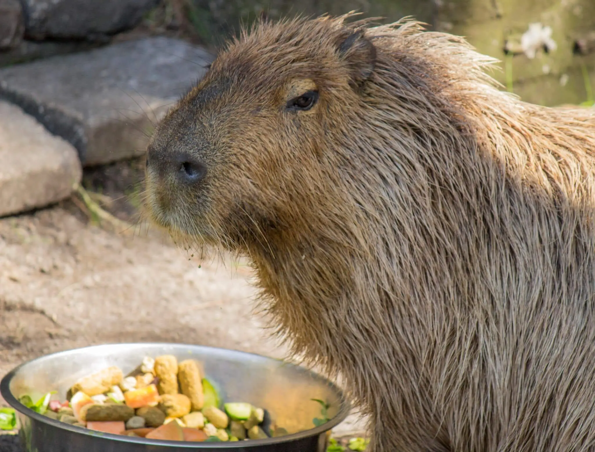 Capybara