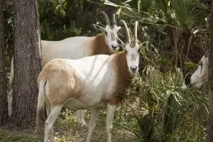 Scimitar-horned Oryx