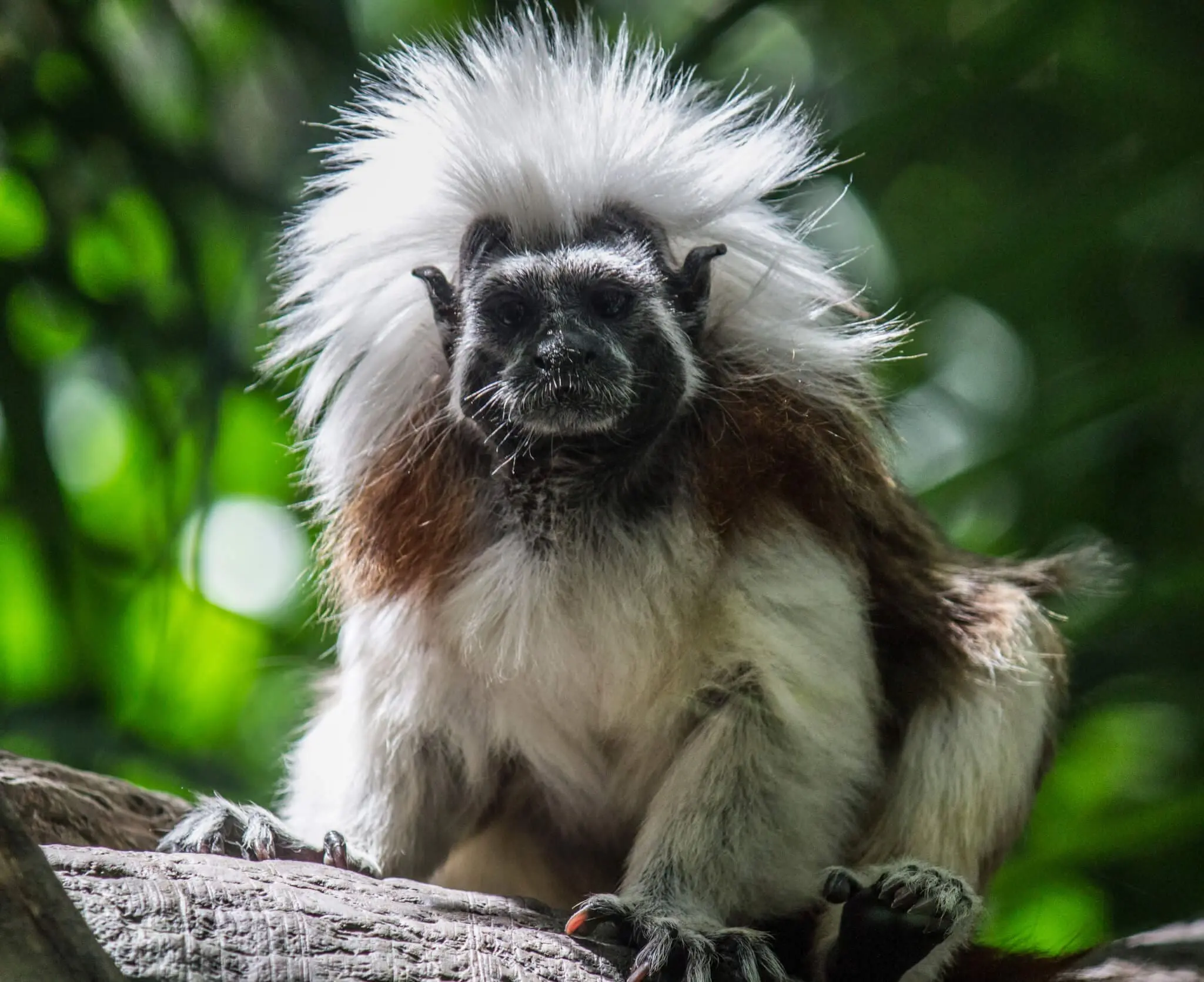 Cotton-top Tamarin