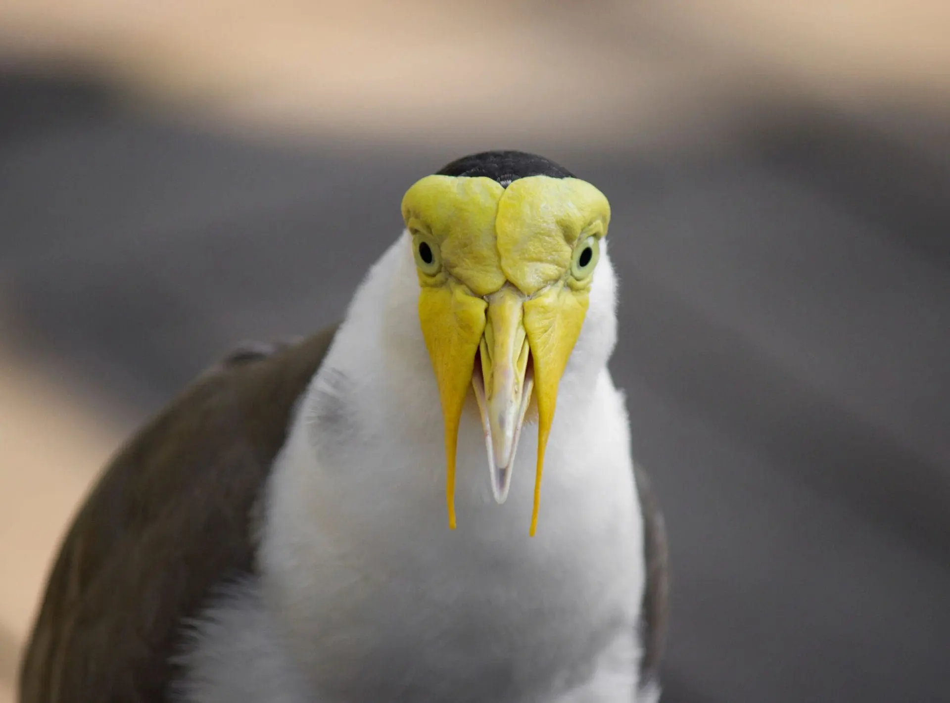 Masked Lapwing