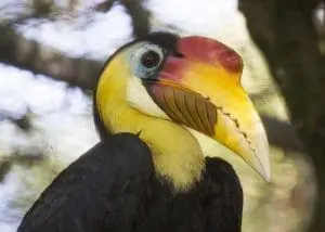 Wrinked Hornbill