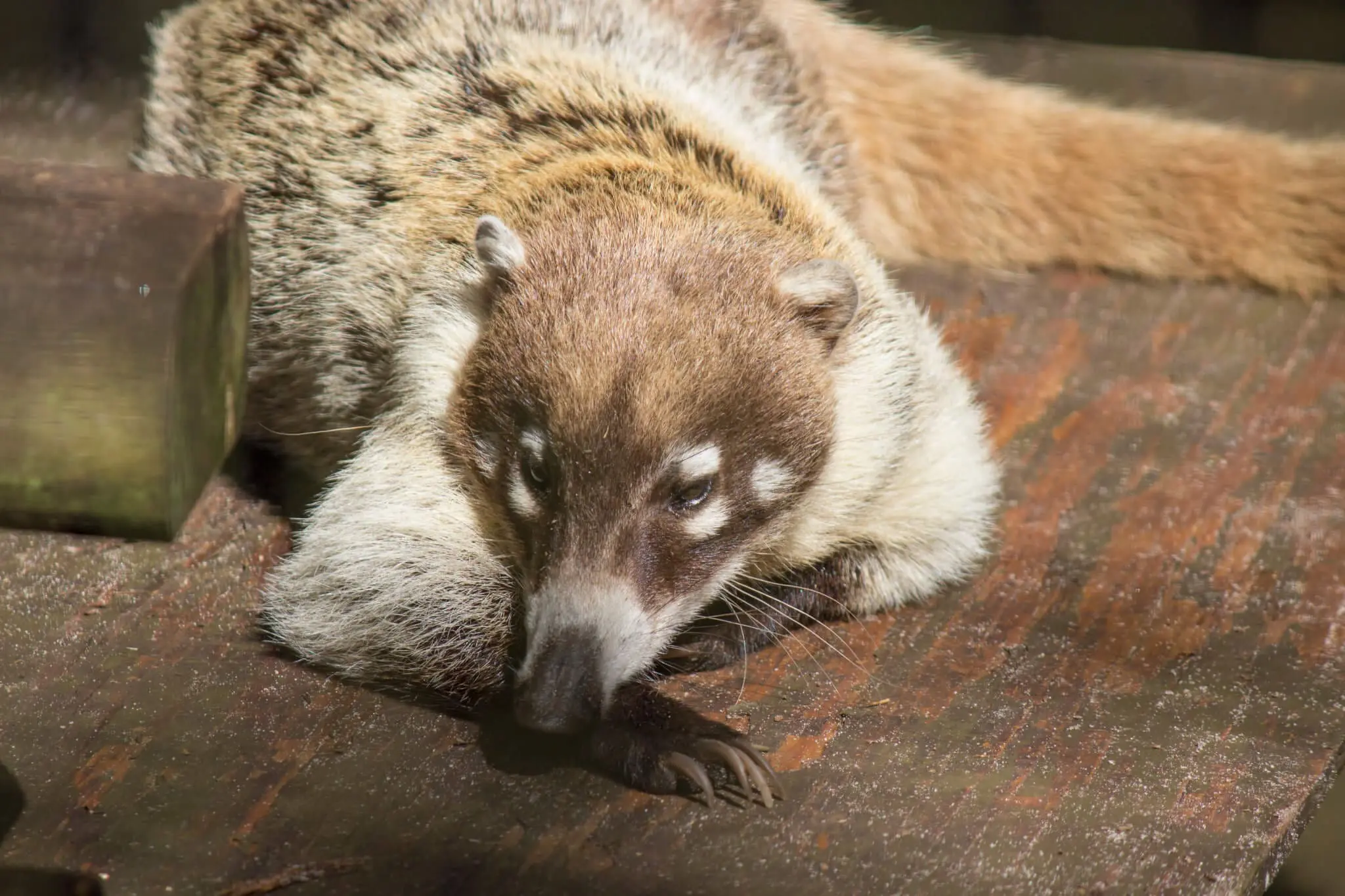 White-nosed Coatimundi