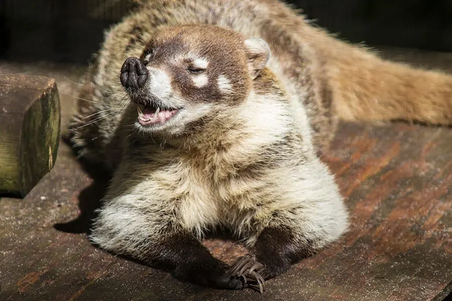 Coati sniffing 