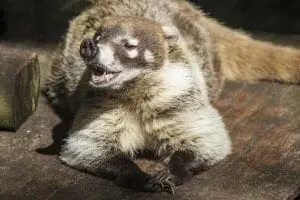 Coati