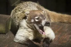 White-nosed Coatimundi