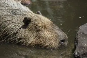 Capybara