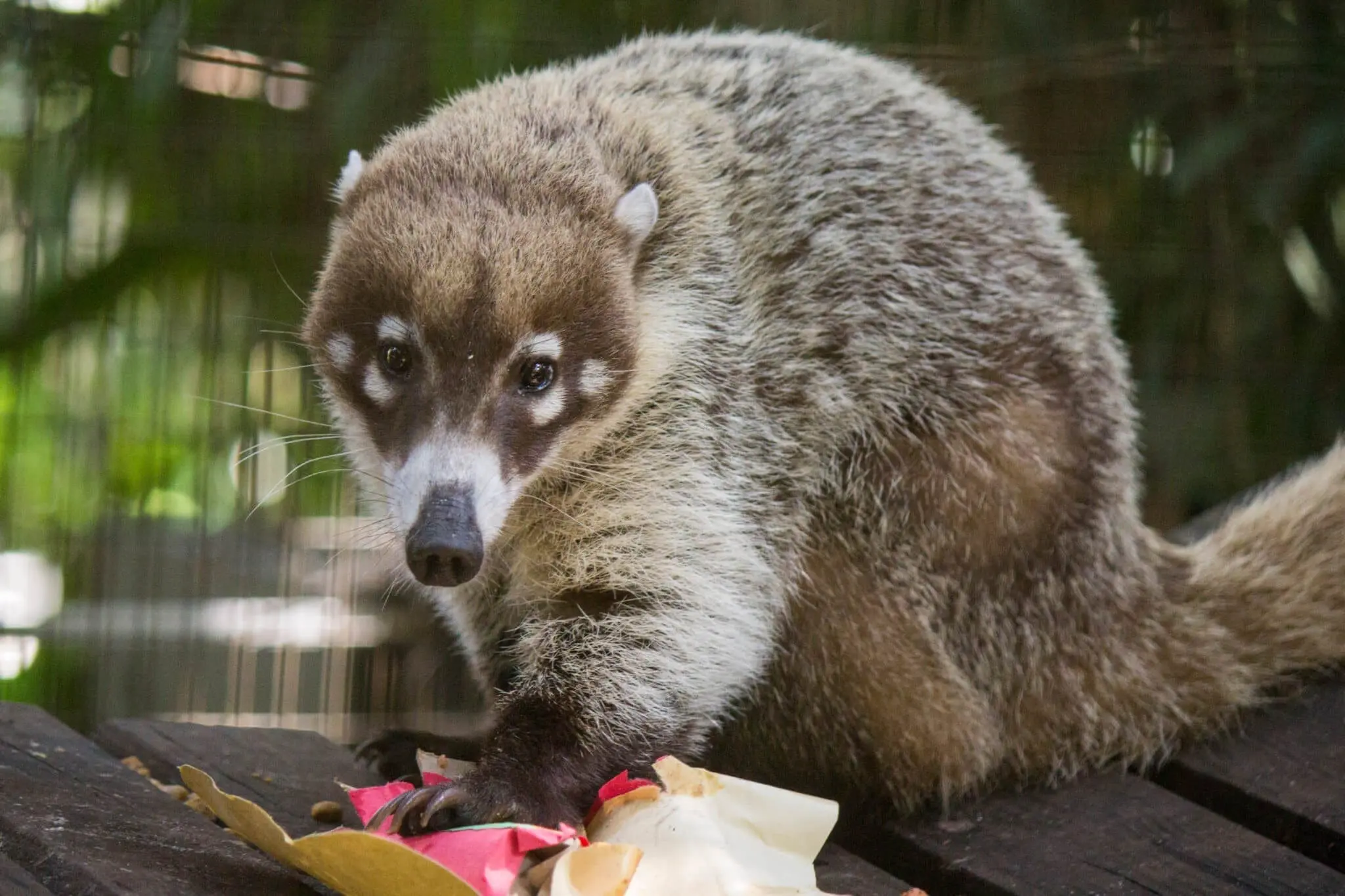 White-nosed Coatimundi