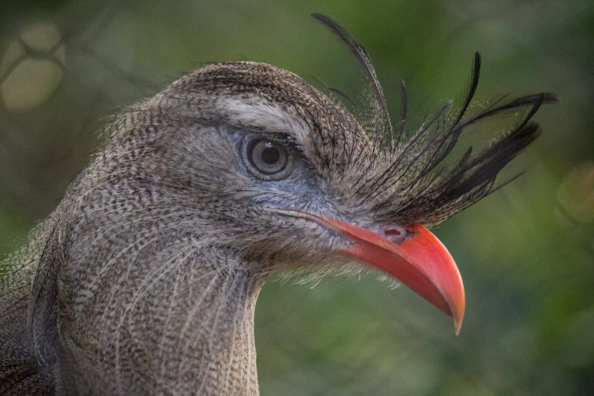 Red-legged Seriema