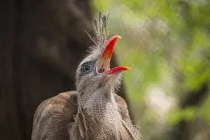 Red-legged Seriema