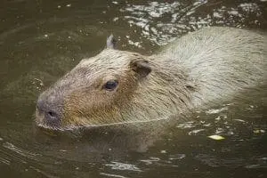 Capybara