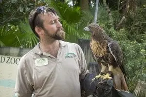 Redtailed Hawk