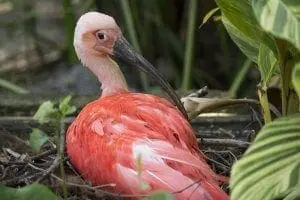 Scarlet Ibis