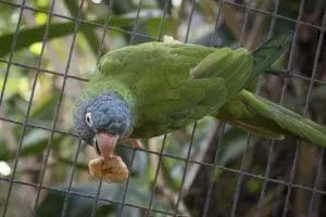 Blue-crowned Parakeet