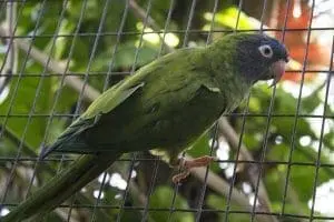 Blue-crowned Parakeet