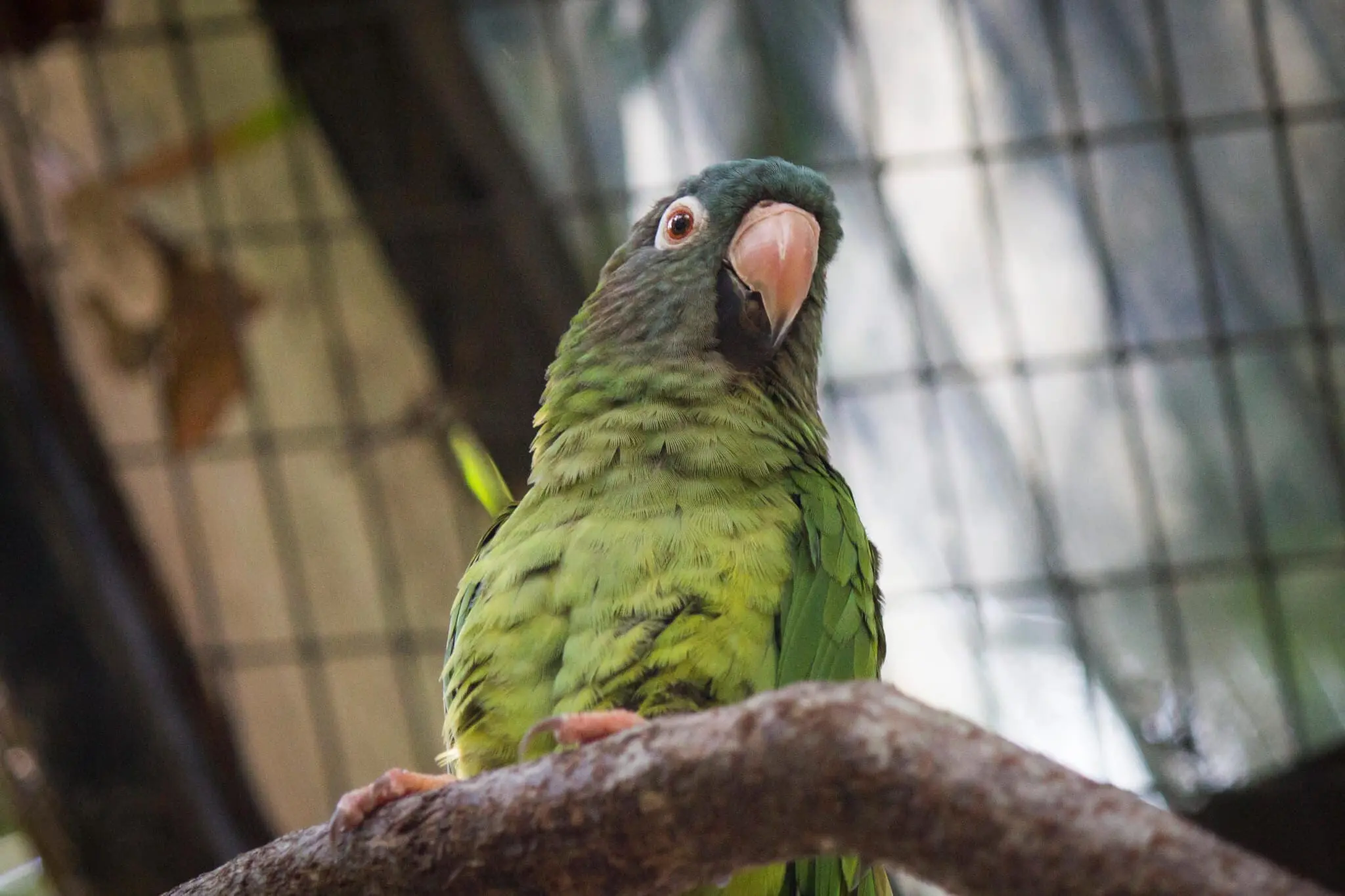 Blue-crowned Parakeet