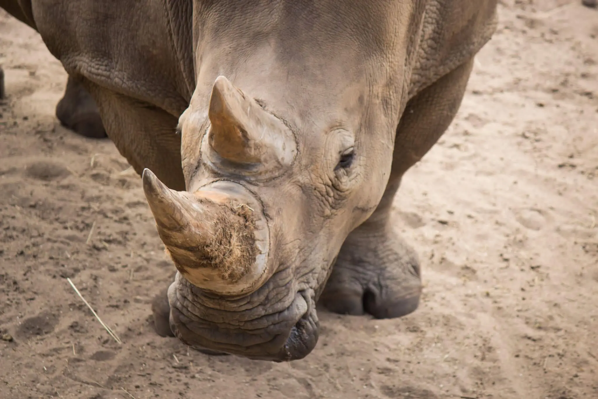 White rhino