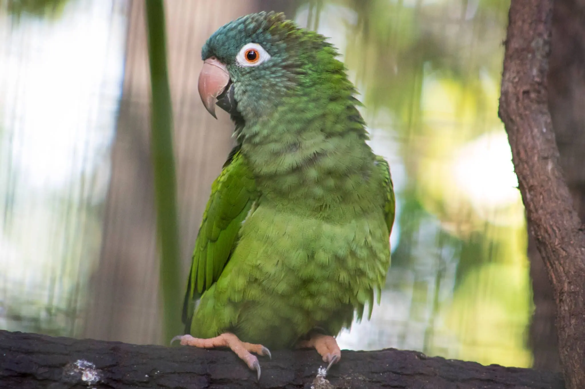 Blue-crowned Parakeet