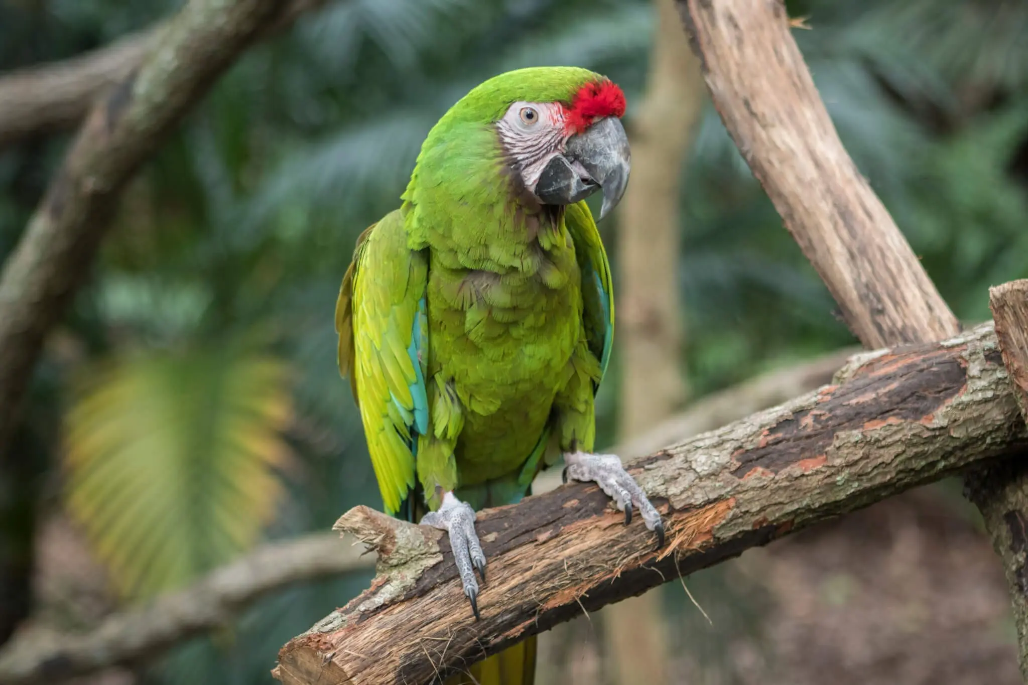 Military macaw
