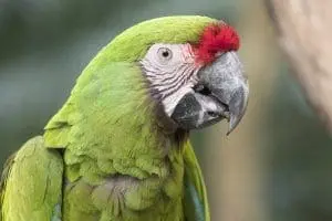 Military macaw
