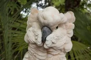 Salmon-crested Cockatoo