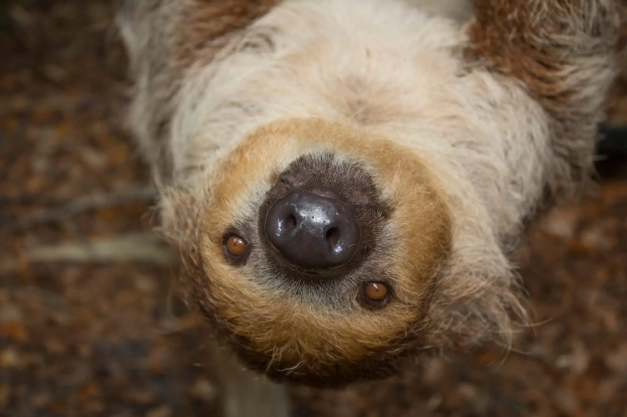 Two-toed Sloth