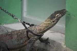 Komodo Dragon
