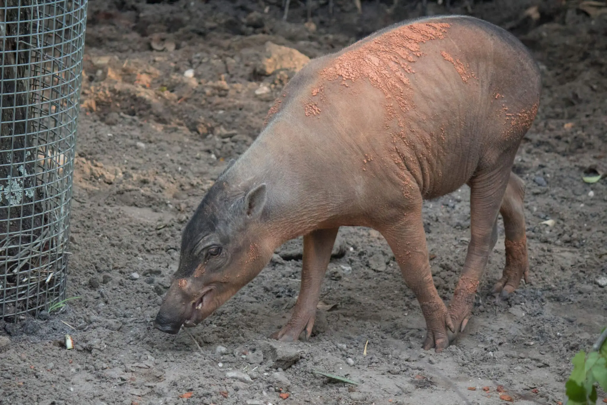 Babirusa