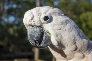 Salmon-crested Cockatoo