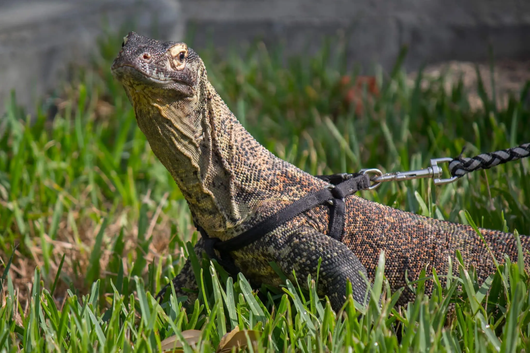 Komodo Dragon
