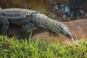 Komodo Dragon