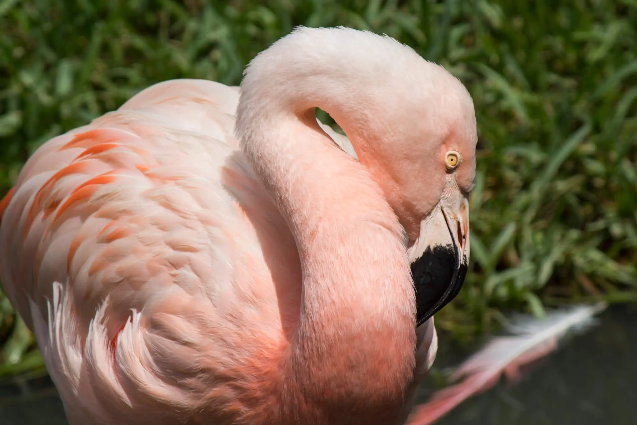 Chilean Flamingo