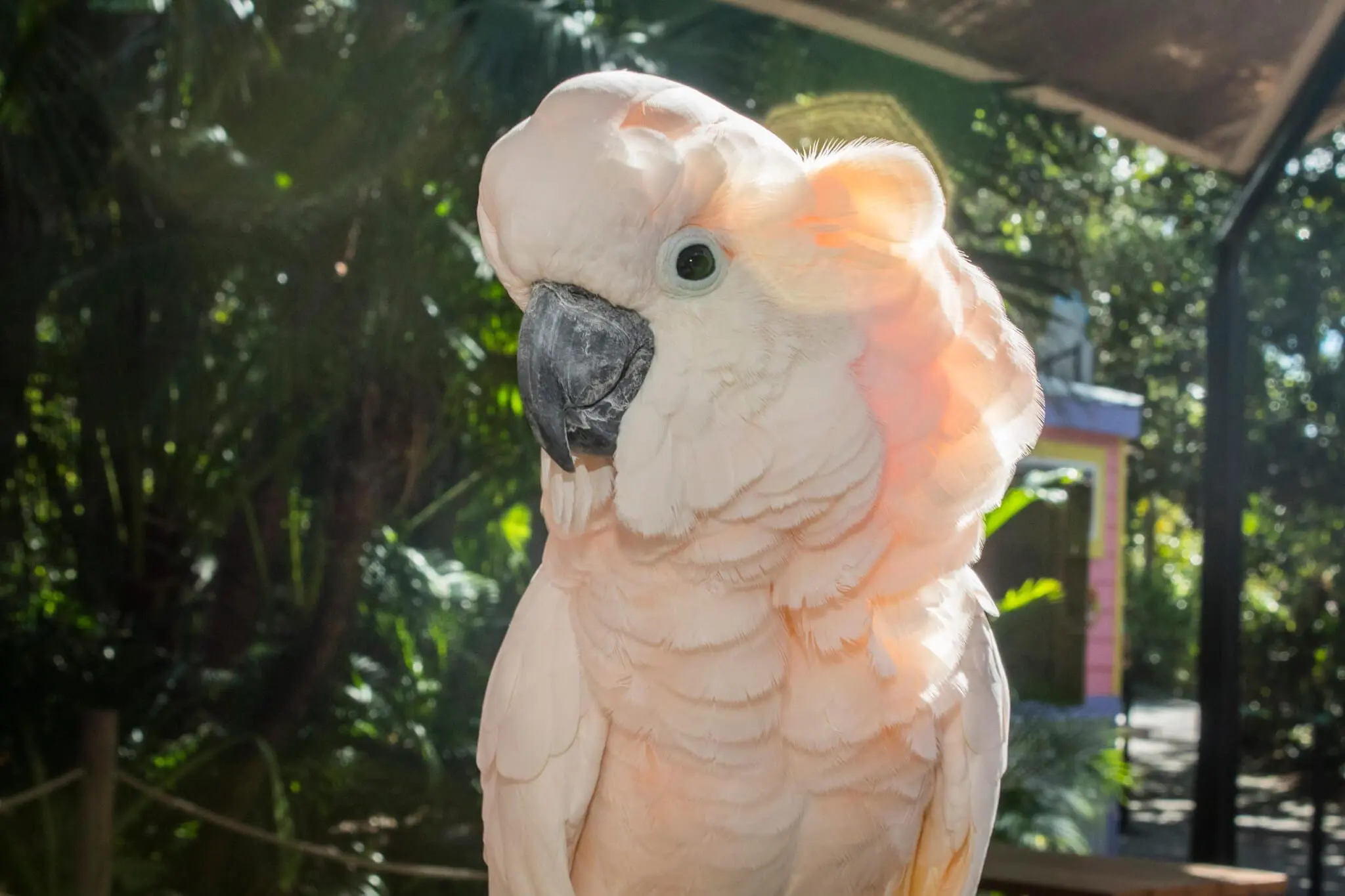 Salmon-crested Cockatoo