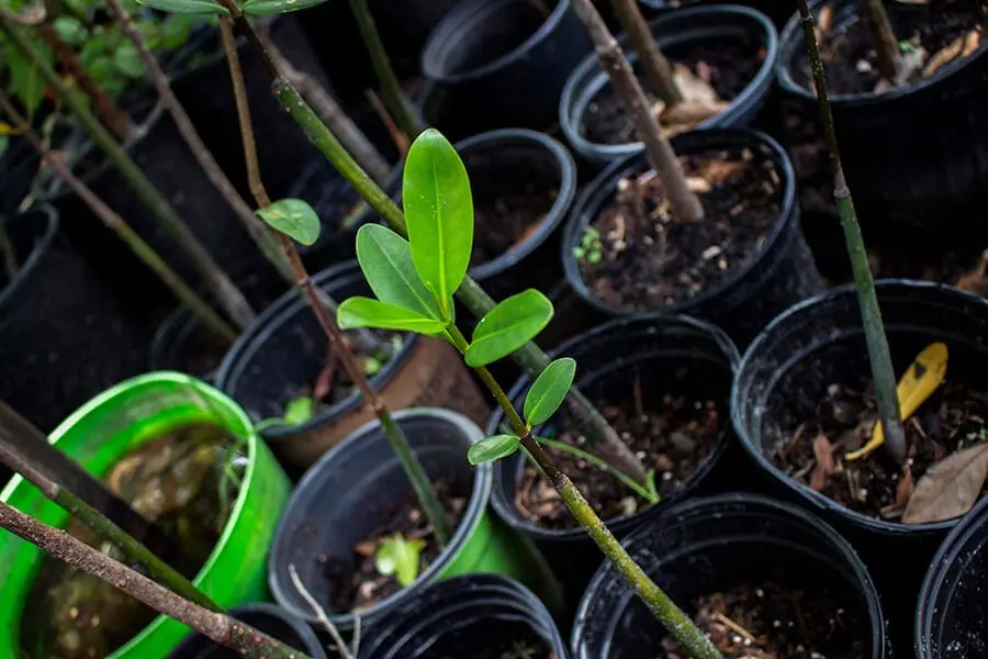 A young red mangrove