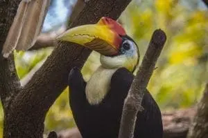 Wrinked Hornbill