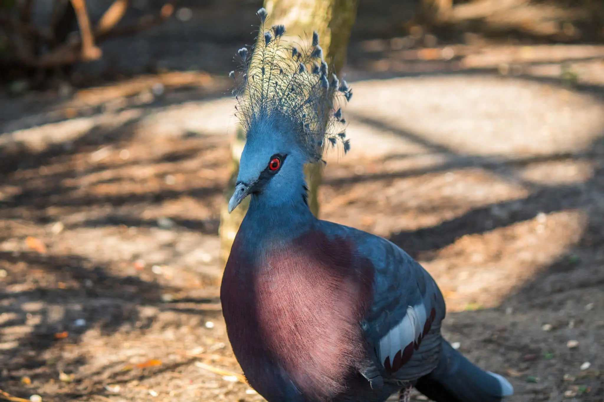 Victoria Crowned Pigeon