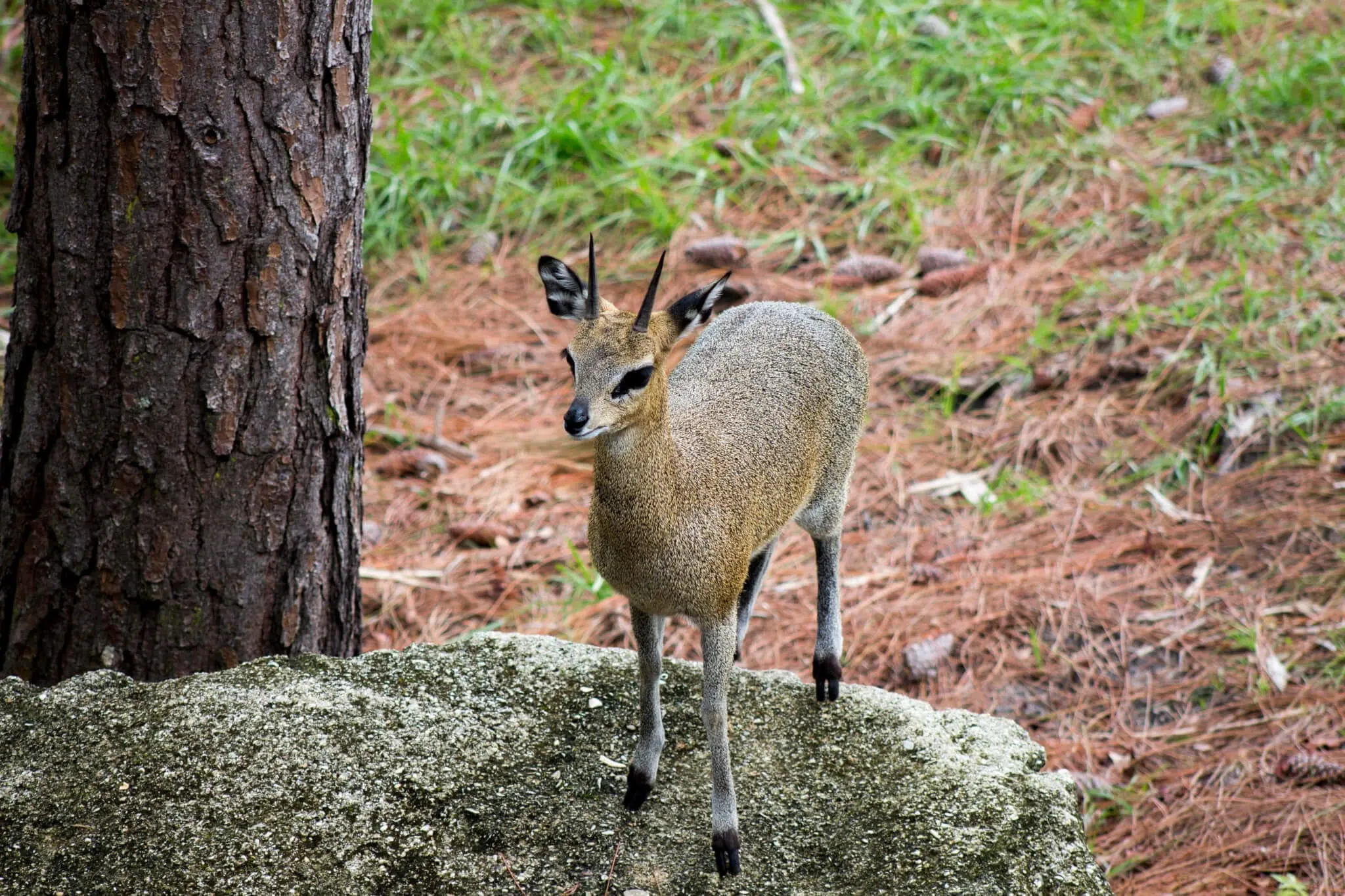 Klipspringer