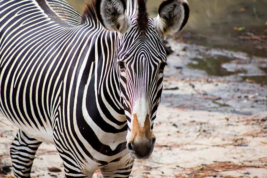 Zebra