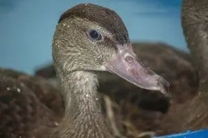 Spotted Whistling Duck