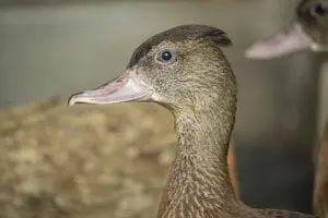 Spotted Whistling Duck