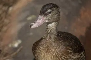 Spotted Whistling Duck