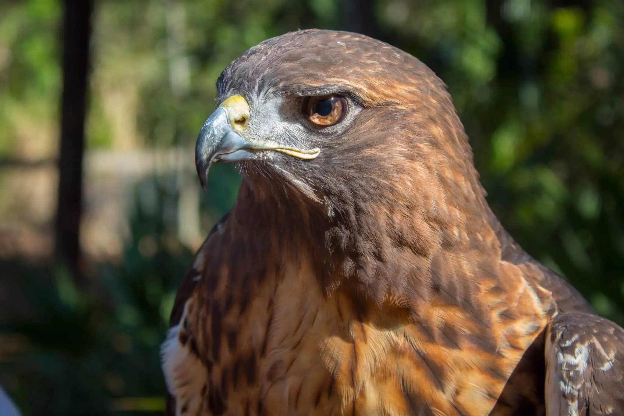 Redtailed Hawk