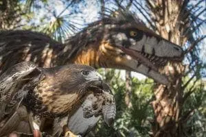 Redtailed Hawk