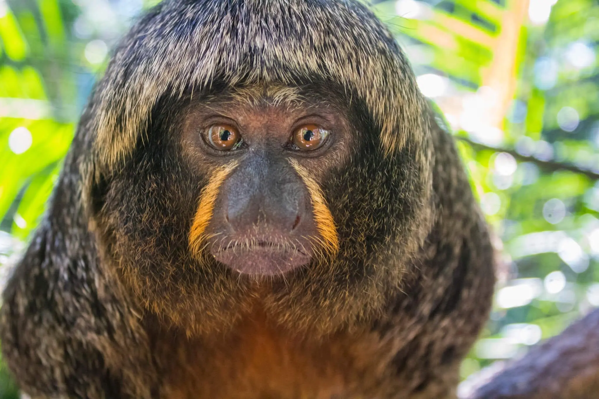 White-faced Saki