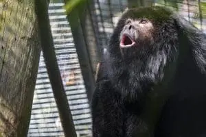 Black Howler Monkey