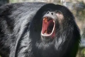Black Howler Monkey