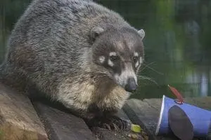 White-nosed Coatimundi
