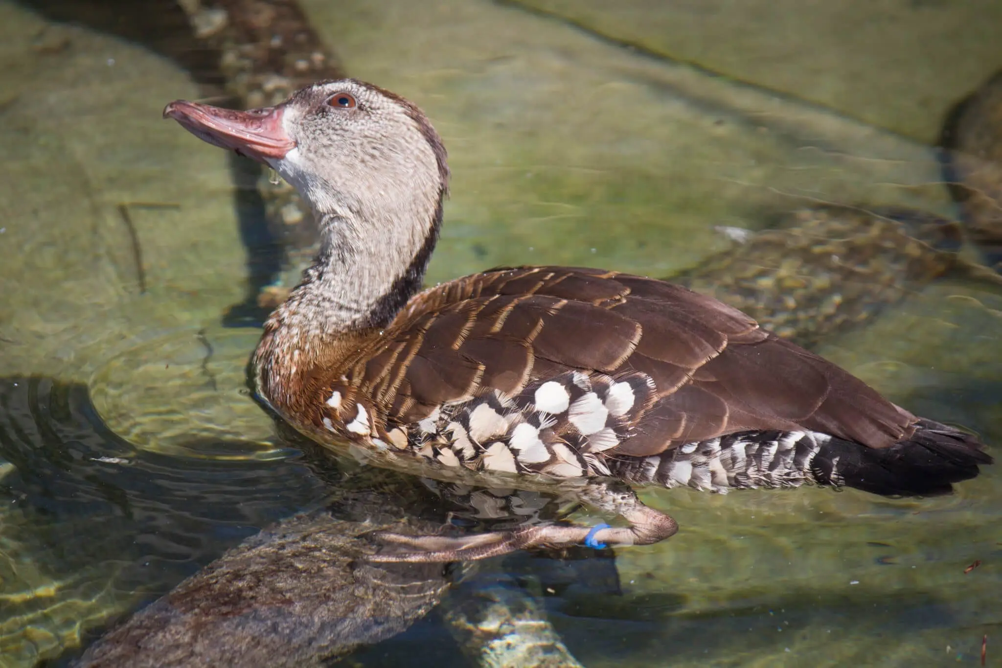 Spotted Whistling Duck