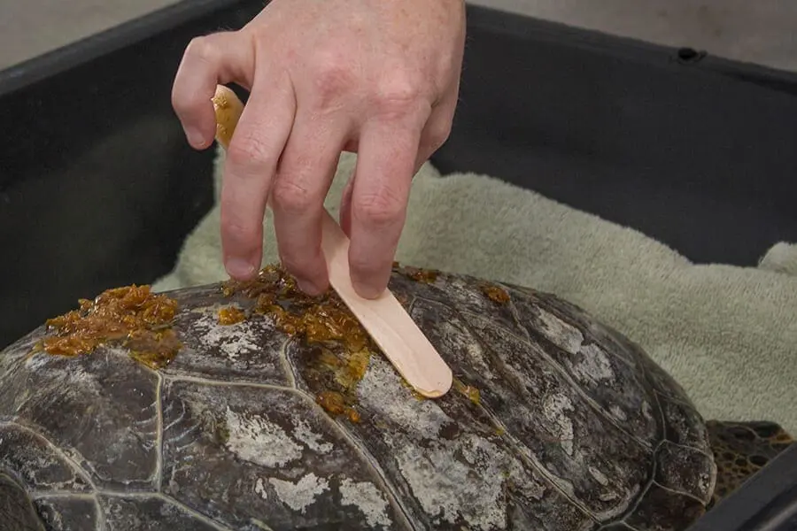 Honey being applied to turtle shell