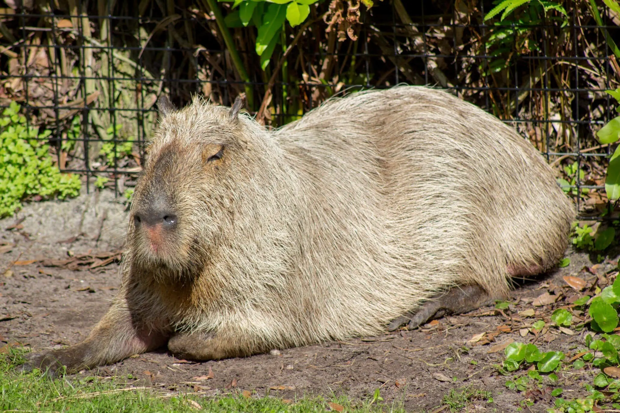Capybara